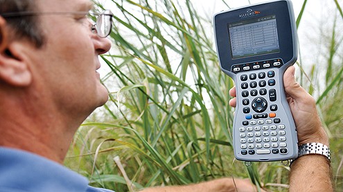 A Ceres switchgrass researcher collects field data in a breeding nursery. (Ceres media photo)