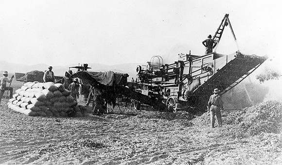 Threshing lima beans at Goodyear Ranch in Somis in 1910. For more than half a century, the drought-resistant lima bean was Ventura County’s top crop. (photo courtesy of the Museum of Ventura County)