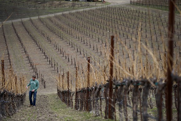 Jason Haas, general manager of Tablas Creek Vineyard, walks up a hill near Paso Robles. That city was one of the first to have a water moratorium. (Bloomberg News file photo)