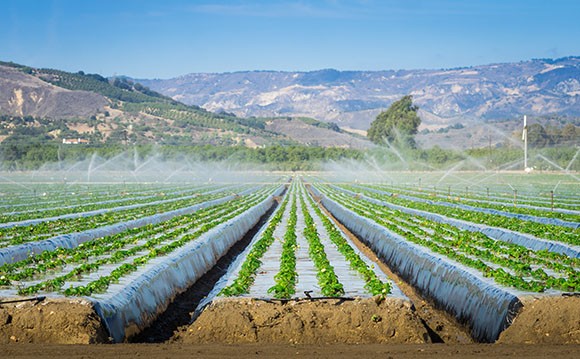 One of Ventura County’s many strawberry fields, visible from the region’s roadways. (Business Times file photo)