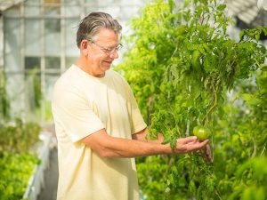 Sustained Harvest co-owner Miles Gassaway inspects tomato plants. (Nik Blaskovich/Business Times photo)