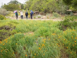 Manager of the volunteer program at the Santa Barbara Botanic Gardens Kathy Cataneda, right, guides a group tour through a meadow of drought-tolerant native wildflowers. (Nik Blaskovich / Business Times photo)