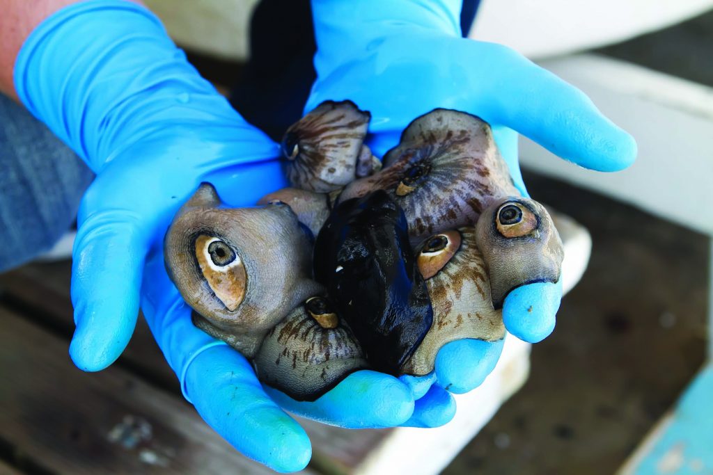 A Stellar Biotechnologies employee shows off the Giant Keyhole Limpets they farm and bleed to delevop disease treatments.